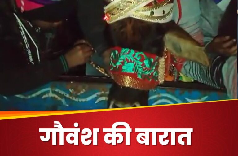 UP News: गांव वालों ने गौवंश की रचाई शादी, दूल्हा बनाकर यूं पहुंचाई बारात, जमकर नाचे लोग