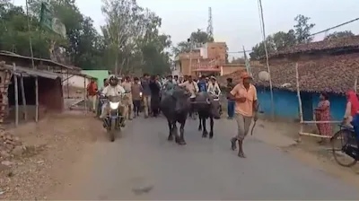 इस गांव में भैंसों पर मंडरा रहा खतरा, 50 जानवर गायब होने के बाद आपस में ही उलझ गए गांववाले-पुलिस, माजरा क्या है?