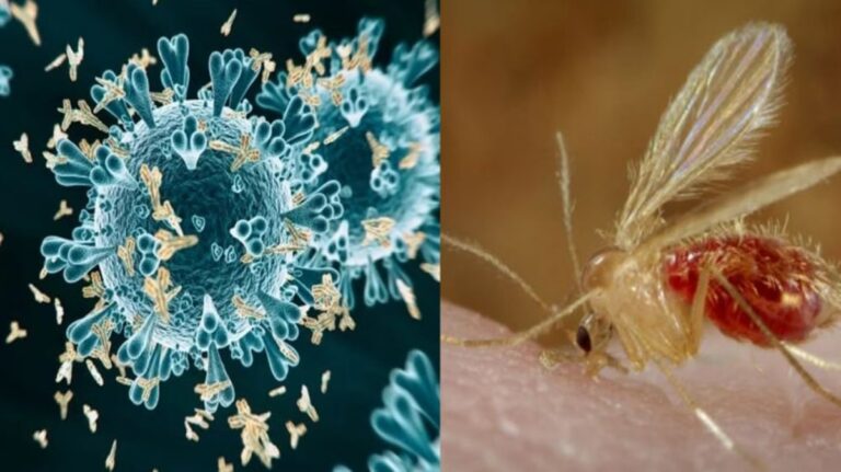 Chandipura Virus: गुजरात में नए वायरस की एंट्री, 2 दिन में चार बच्चों की मौत से मचा हड़कंप