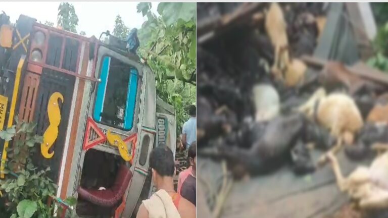 बड़ी खबर: MP में बकरे-बकरियों से भरा ट्रक पलटा, 230 मवेशियों की तड़प-तड़प कर मौत, लेकर जा रहे थे हैदराबाद