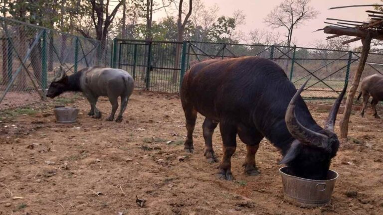 छत्तीसगढ़ में बंधक बनाए गए असम से लाए वन भैंसे, जनहित याचिका पर हुई सुनवाई, हाईकोर्ट ने नोटिस जारी कर वन विभाग से मांगा जवाब