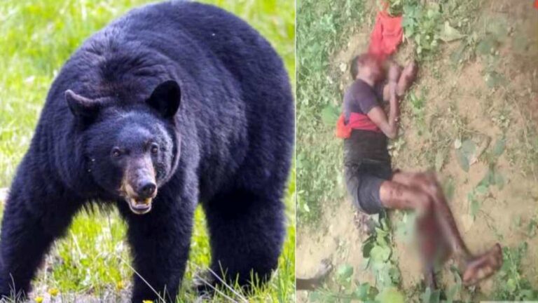 Bear Attack: खूंखार भालू के हमले से युवक की मौत, मवेशी को भी बनाया शिकार