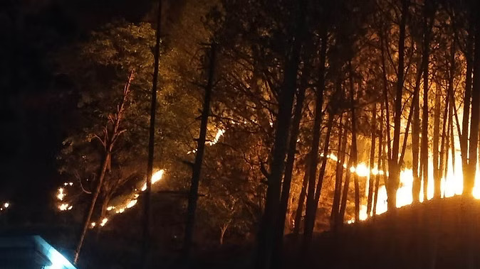 Forests: गैर-वन विभागों को वन क्षेत्रों में आपदा नियंत्रण से जुड़े कार्य करने की इजाजत, नए दिशानिर्देश जारी