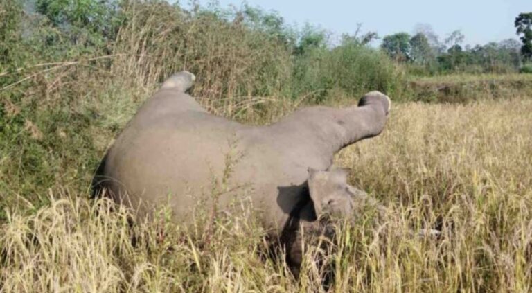 शिकारियों द्वारा बिछाए गए बिजली के करंट से हाथी के शावक की दर्दनाक मौत, ATR के इलाके में हुई घटना…